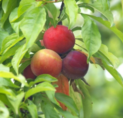 Plum, Methley for sale at Sheboygan Tree & Shrub Program