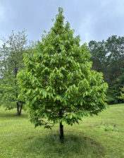 Paw Paw for sale at Sheboygan Tree & Shrub Program