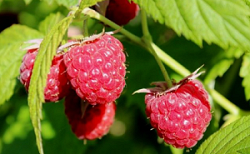 Raspberry, Red for sale at Sheboygan Tree & Shrub Program