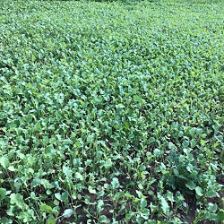 Beets and Treats for sale at Sheboygan Tree & Shrub Program