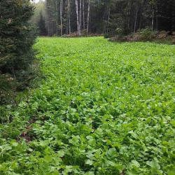 Brassica Blast for sale at Sheboygan Tree & Shrub Program