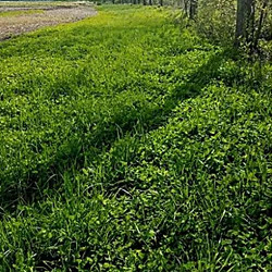 Logging Trail Mix for sale at Sheboygan Tree & Shrub Program