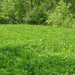 Overseed Mix for sale at Sheboygan Tree & Shrub Program