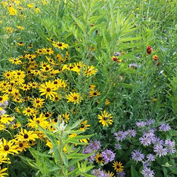 Wildlife Pollinator Blend for sale at Sheboygan Tree & Shrub Program