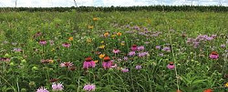 Shortgrass Pollinator Seed Mix for sale at Sheboygan Tree & Shrub Program