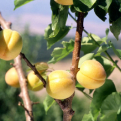 Apricot, Wenatchee Moorpark for sale at Sheboygan Tree & Shrub Program
