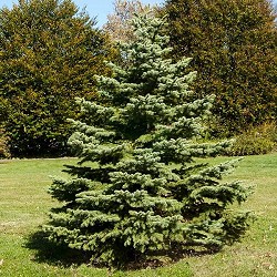 Potted Stock - Spruce, White for sale at Sheboygan Tree & Shrub Program